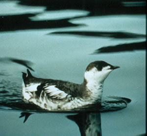 Marbled Murrelet