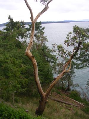 Arbutus tree on Pender Island